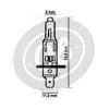 Bulbo alogeno 12V-H1, 55W UV Stop - Foto 2
